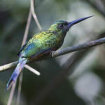 Jacamar à couronne bleue