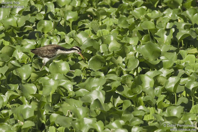 Jacana noirimmature