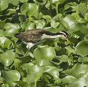 Wattled Jacana