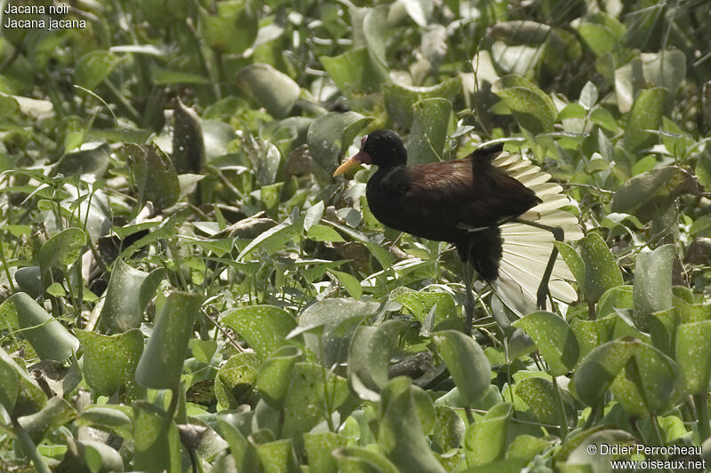 Jacana noir