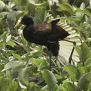 Jacana noir