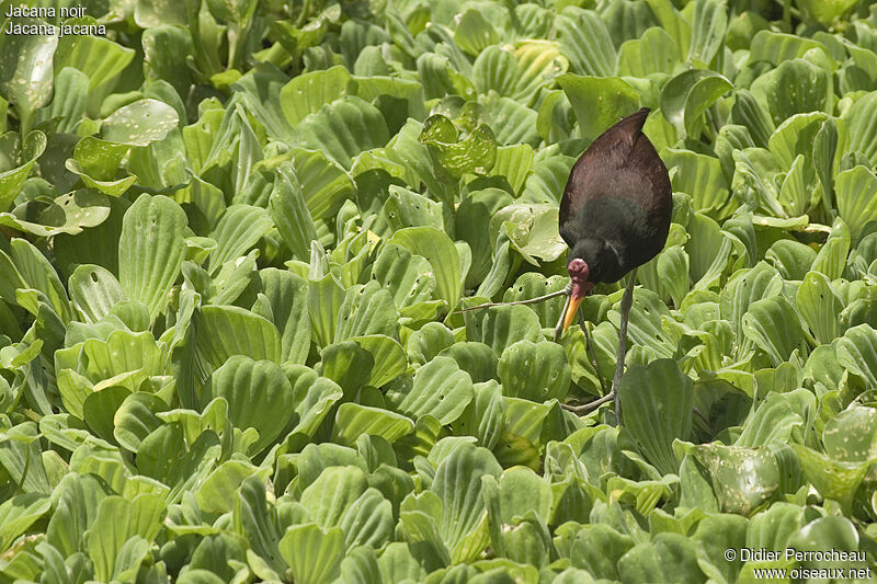 Wattled Jacanaadult