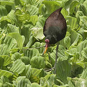 Wattled Jacana