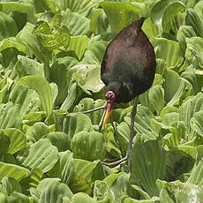 Jacana noir