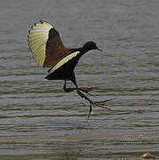 Wattled Jacana