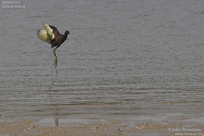 Wattled Jacana