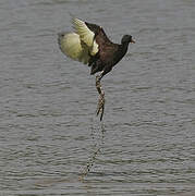 Wattled Jacana