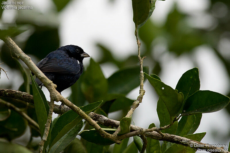 Jacarini noir