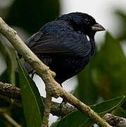 Blue-black Grassquit