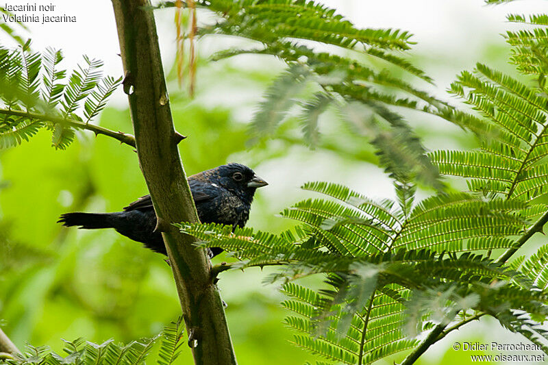 Blue-black Grassquit