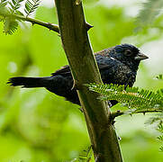 Blue-black Grassquit