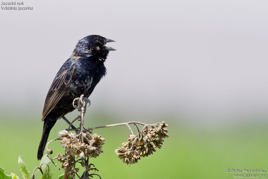 Blue-black Grassquit