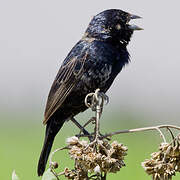 Blue-black Grassquit