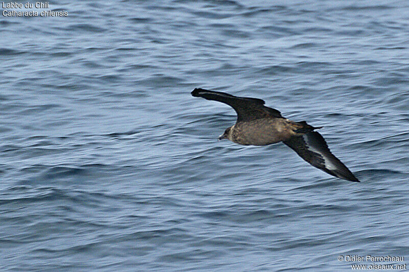 Chilean Skua