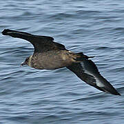 Chilean Skua