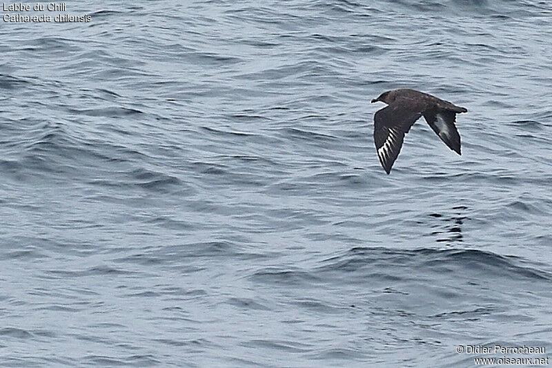 Chilean Skua