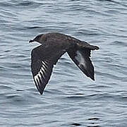 Chilean Skua