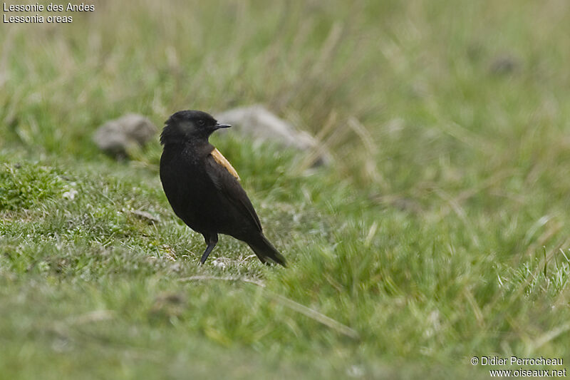 Lessonie des Andes, identification