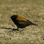 Andean Negrito