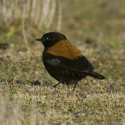 Andean Negrito