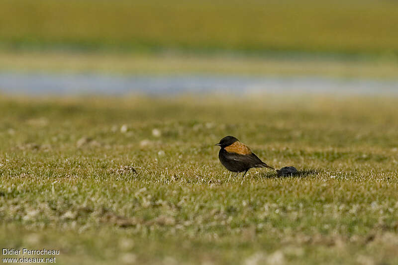 Lessonie des Andes mâle adulte, habitat