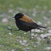 Andean Negrito