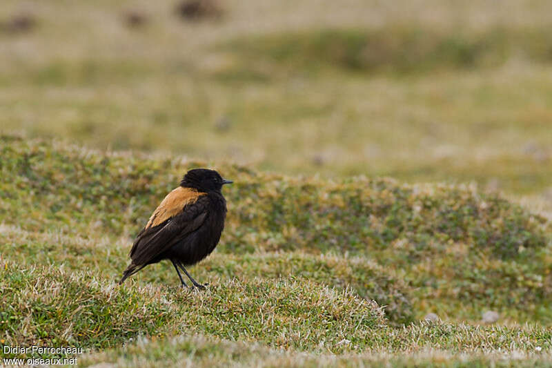 Lessonie des Andes mâle adulte, identification