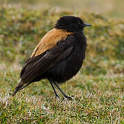 Andean Negrito