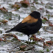 Andean Negrito