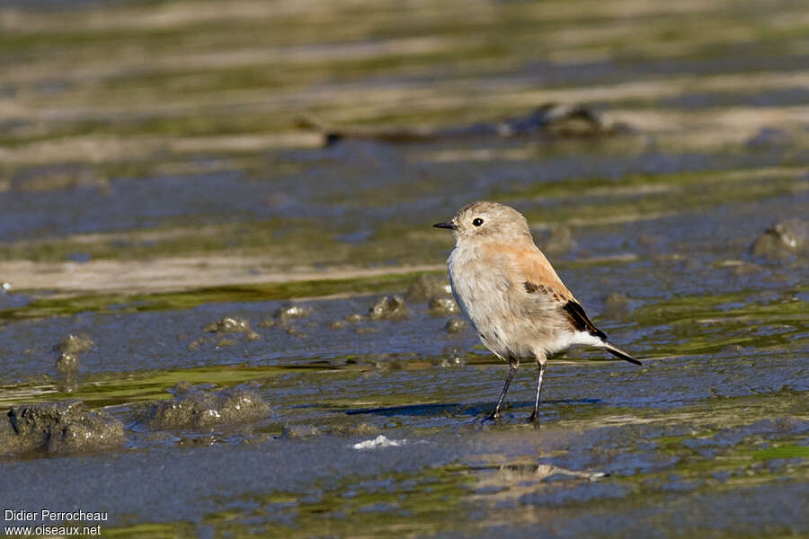 Lessonie noirejuvénile, identification