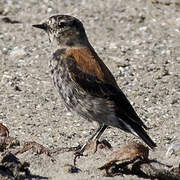 Austral Negrito