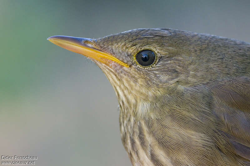 River Warbler, close-up portrait