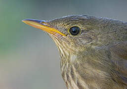 River Warbler