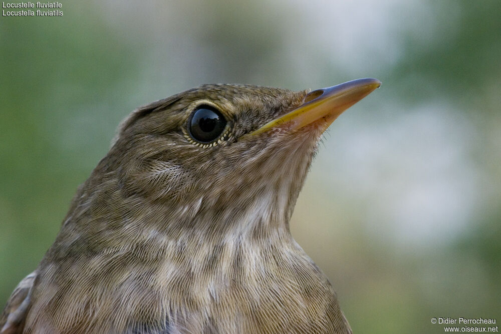 River Warbler