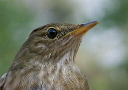 River Warbler