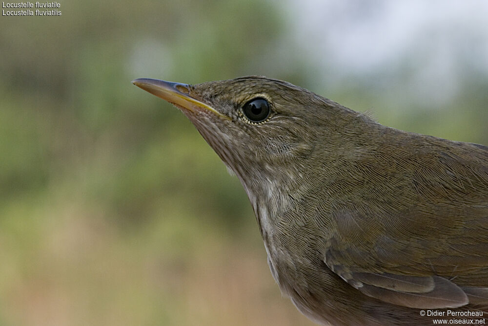 River Warbler