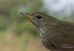 River Warbler