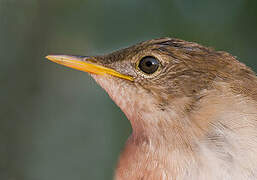 Savi's Warbler