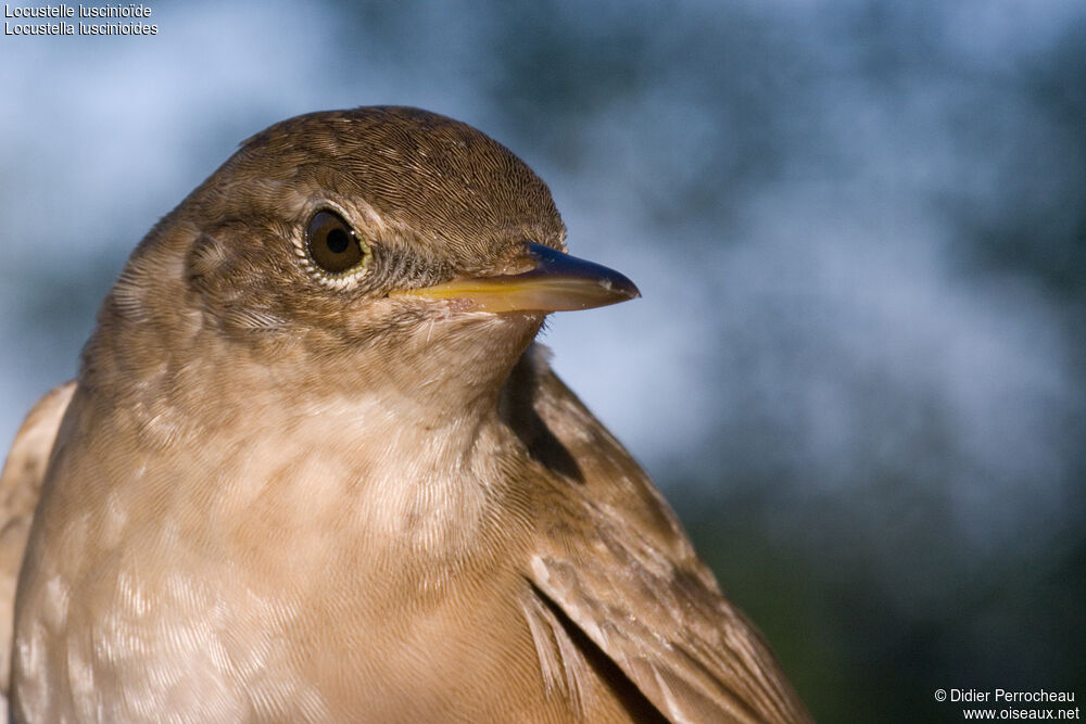 Savi's Warbler