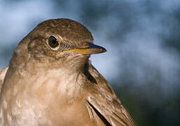 Savi's Warbler