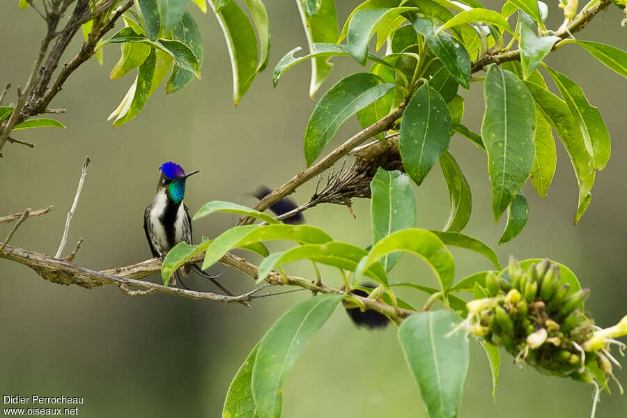 Marvelous Spatuletail male adult, close-up portrait