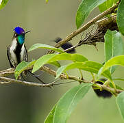 Marvelous Spatuletail