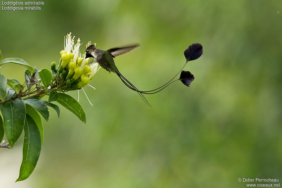 Marvelous Spatuletail