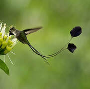 Marvelous Spatuletail