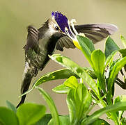 Marvelous Spatuletail