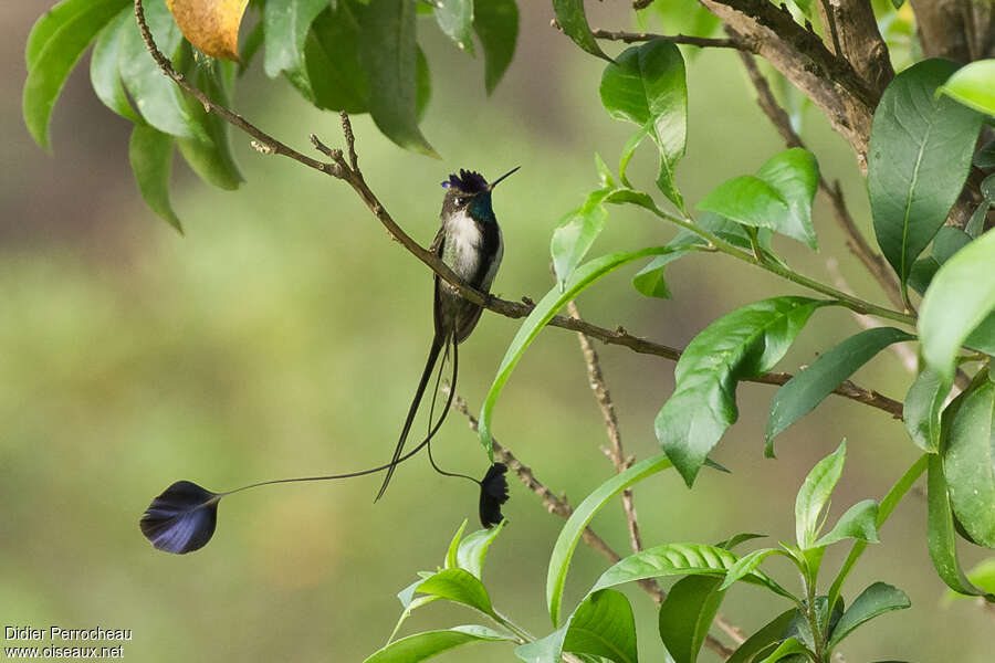 Marvelous Spatuletail male adult, habitat, pigmentation, Behaviour