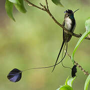 Marvelous Spatuletail