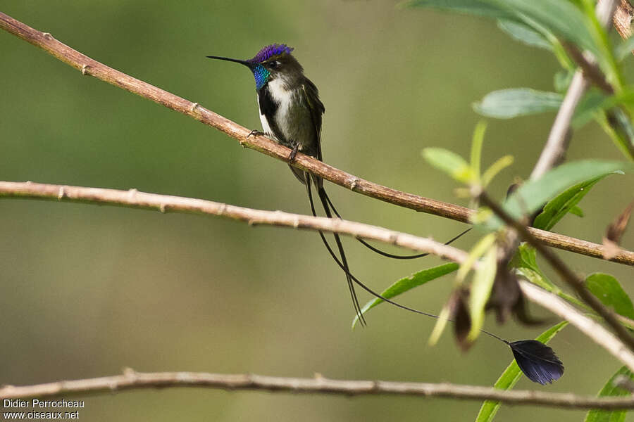 Marvelous Spatuletail male adult, identification