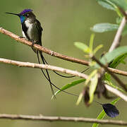 Marvelous Spatuletail