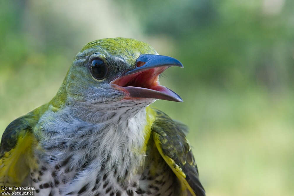 Eurasian Golden Oriolejuvenile